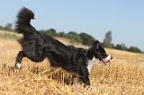 BORDER COLLIE 120